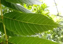 Хронічний панкреатит симптоми та лікування хронічний