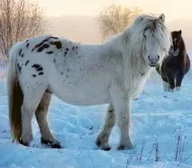 Якутський кінь Дивовижні коні аборигенної якутської породи (ФОТО, ВІДЕО) дивовижні
