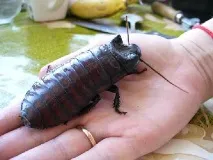 змова