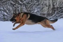 якщо