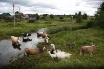 якщо
