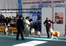 Всесвітня виставка 2009 року у Братиславі 2009