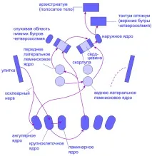 оплождане