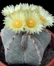 astrophytum