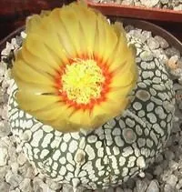 astrophytum