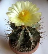 astrophytum