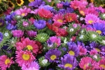 Астра альпійська, багаторічна посадка та догляд посадка