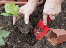 Астра альпійська, багаторічна посадка та догляд посадка