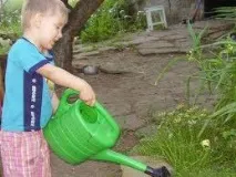 Чорнобривця - Вирощування чорнобривців чорнобривців