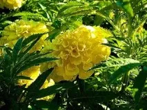 Чорнобривця - Вирощування чорнобривців вирощування
