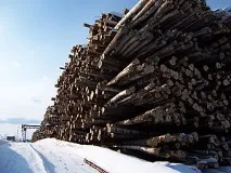 Лісозаготівля дерева