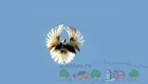 Блог про голубів - цікава та корисна інформація для початківців блог