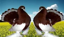 Блог про голубів - цікава та корисна інформація для початківців блог