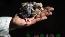 Блог про голубів - цікава та корисна інформація для початківців цікава
