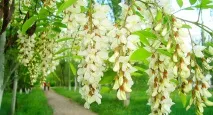 Цілющі властивості квітучої Акації, Родобожиє властивості