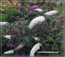 buddleya