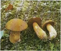 гриби
