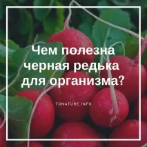 Чим корисна чорна редька для організму корисна