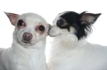 ЧІХУАХУА (ЧІХУА-ХУА, CHIHUAHUA) чихуахуа