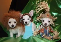 ЧІХУАХУА (ЧІХУА-ХУА, CHIHUAHUA) дуже