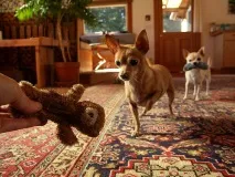ЧІХУАХУА (ЧІХУА-ХУА, CHIHUAHUA) chihuahua