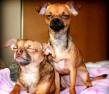ЧІХУАХУА (ЧІХУА-ХУА, CHIHUAHUA) chihuahua