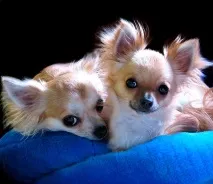 ЧІХУАХУА (ЧІХУА-ХУА, CHIHUAHUA) дуже