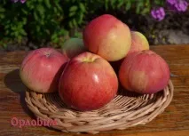 Яблуня Орловимо яскраві фото та повний опис з догляду та вирощування сорту опис