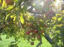 Яблуня Орлик характеристика та опис сорту, фото, відгуки фото