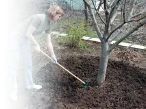 Яблуня Орлик характеристика та опис сорту, фото, відгуки яблуня