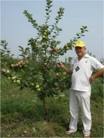 Яблуня Орлик характеристика та опис сорту, фото, відгуки опис