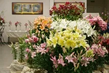 Квіткова виставка «Фарби літа» у Ботанічному саду 2017 квіткова