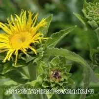 Оман алтайський застосування, користь і шкода - Популярне про здоров’я оман