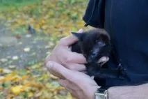 Цього кошеня викинули прямо в купу сміття, але його підібрали добрі люди цього