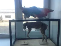 учгоп