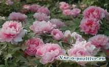 Фен-шуй для кохання фен-шуй