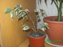 ficus