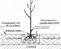 череша