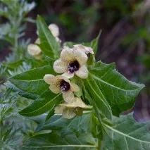 Гіосціамус у гомеопатії (Hyosciamus niger) гомеопатії