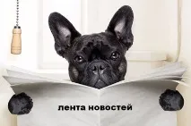 Голландська вівчарка вівчарка