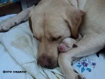 Голландська вівчарка собак