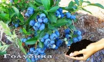 Груша - сорти, посадка, розмноження та догляд посадка