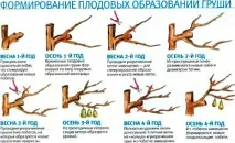 Груша - сорти, посадка, розмноження та догляд догляд