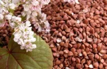Гречана каша, крупа користь та шкода гречки