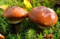 маслянок