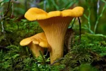 suillus