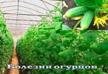 Груша - сорти, посадка, розмноження та догляд догляд