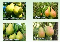 Груша - сорти, посадка, розмноження та догляд посадка