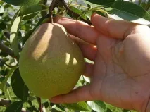 Груша Академічний опис, фото, відгуки, посадка та особливості опис