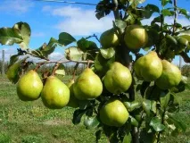 Груша Академічний опис, фото, відгуки, посадка та особливості груша